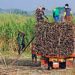 Sugar output seen flat at 1.85 MMT