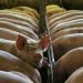 Hog production down 3.7% in Q1