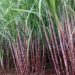 Negros sugar farms report pest infestation