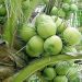 Coconut demand seen surging from US, EU