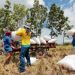 New palay-buying rules ensure registered farmers benefit from support price — SINAG