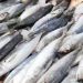 Mackerel import permits suspended