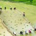 Following the footsteps of Vietnam