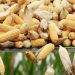 PHL corn output seen rising on improved pest controls