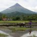 Farm output likely benefited in Q2 from weak year-earlier base