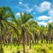 Coco fund law amendment seen boosting replanting