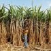 Sugarcane pests spread to 3,394 hectares of Visayas plantations