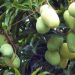 Pest diagnostics startup hoping to expand beyond mango farms