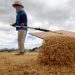 Palay output rises 13.9% in Q2