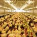 Bird flu vaccine approved for commercial use
