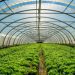 Greenhouses to feature in new ‘protected cultivation’ strategy