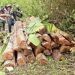 Illegally logged timber seized