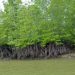 Mangrove push in Asia seen achieving nearly half of global restoration goal