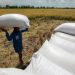 DA eyes rice import ban extension until year-end