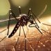 DoST finds way to predict dengue outbreak