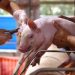 Animal health, dairy singled out as areas of collaboration with EU-ASEAN biz council
