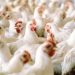 Bird flu resolved in Isabela town; surveillance continues in Cauayan City, Cotabato provinces