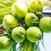 CNPF boosts coconut processing capacity with P2.6-B Mindanao facility acquisition