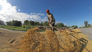 Philippine variety wins silver at World’s Best Rice Award