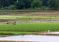 Philippine farm output jumps 2.8% in Q3