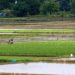 Philippine farm output jumps 2.8% in Q3