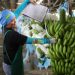 Banana export push to focus on containing Panama disease, boosting market access