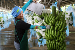 Banana export push to focus on containing Panama disease, boosting market access