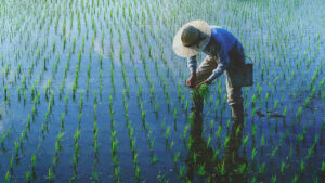 Industrial policy for the Philippines: Why we failed miserably