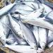 Bangus, galunggong production down, tilapia up in third quarter