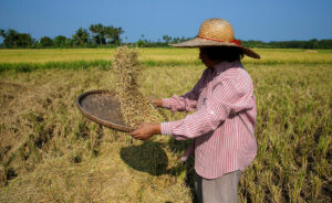 Gov’t agencies urged to directly procure palay