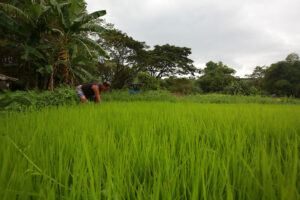 Senator seeks digital platform to track agri-goods