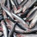 Zamboanga, Visayas closed season starts for sardine, mackerel species