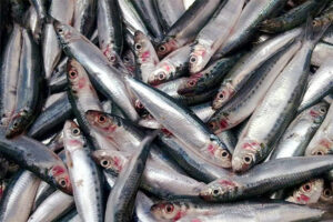Zamboanga, Visayas closed season starts for sardine, mackerel species