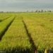 New rice varieties expected to boost yields