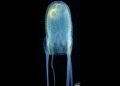 Researchers discover new species of box jellyfish in Philippine waters