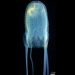 Researchers discover new species of box jellyfish in Philippine waters