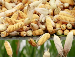 PHL’s 1st industrial corn complex seen curbing post-harvest losses