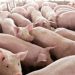 Hog, poultry production up in Q4; cattle down