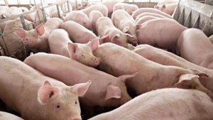 Hog, poultry production up in Q4; cattle down