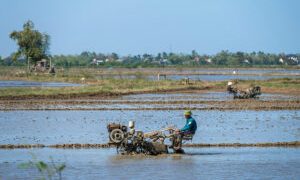 PHL becoming ‘dumping ground’ for surpluses of other rice producers