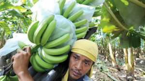 PHL hoping technical exchanges open Australia’s doors to banana exports