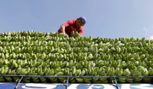 PHL banana exports estimated to have grown 26% in 2025