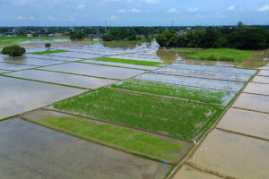 DA to set up Philippines’ first agri-insurance pool